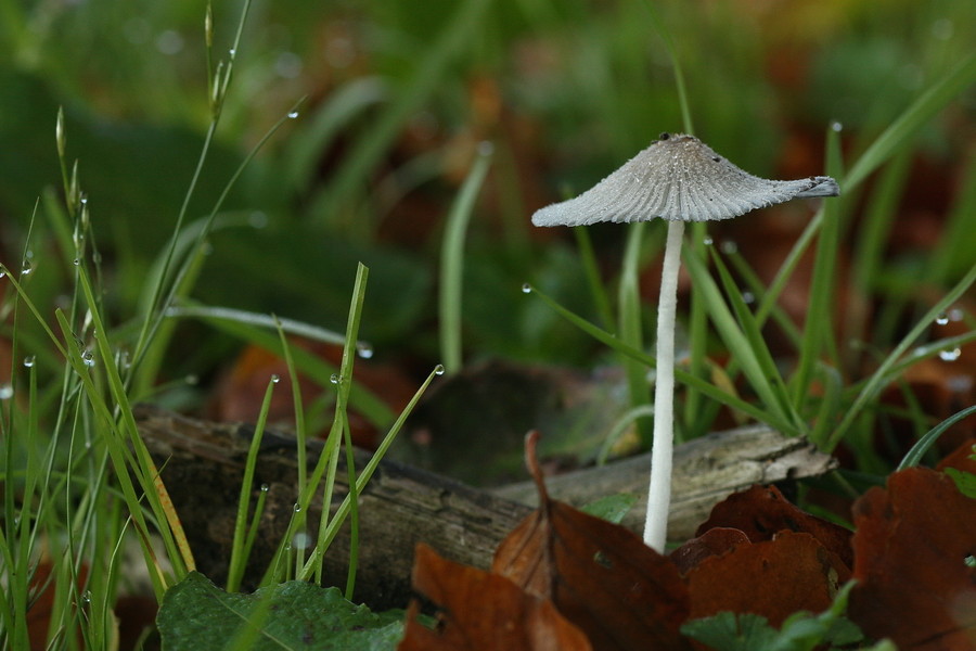 Kleiner Regenschirm