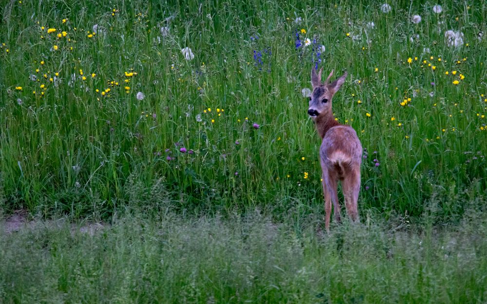 Kleiner Rehbock auf der Blumenwiese