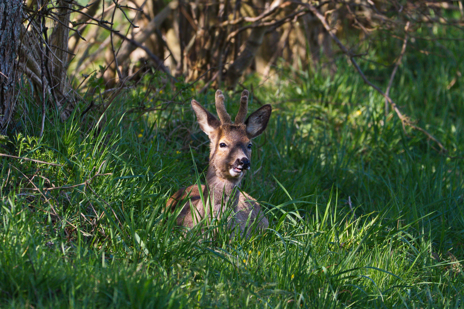 Kleiner Rehbock in Ulsnis an der Schlei