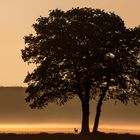  Kleiner Rehbock unter großer Eiche