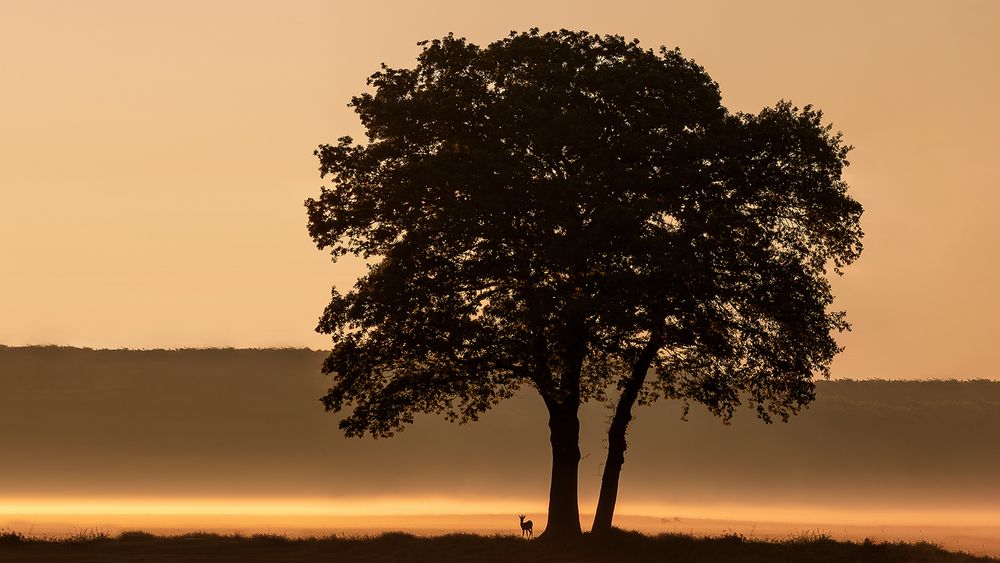  Kleiner Rehbock unter großer Eiche