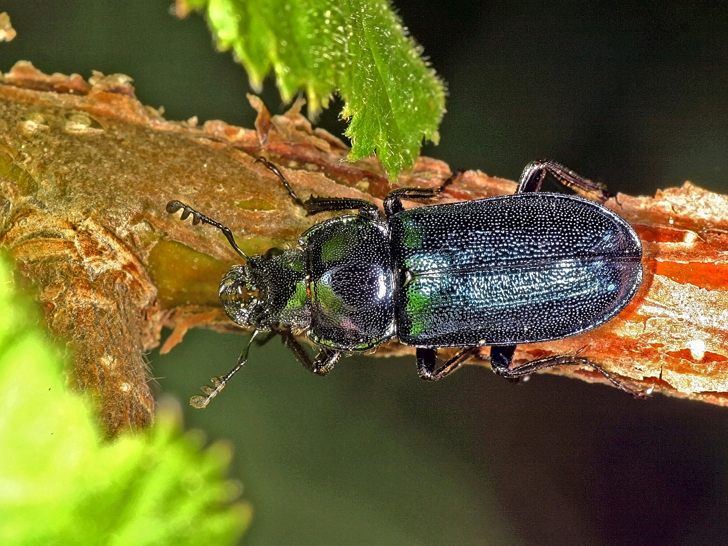 Kleiner Rehschröter (Platycerus caraboides)