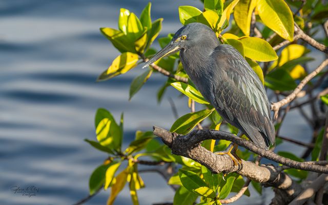 °°_Kleiner Reiher ganz groß_°°