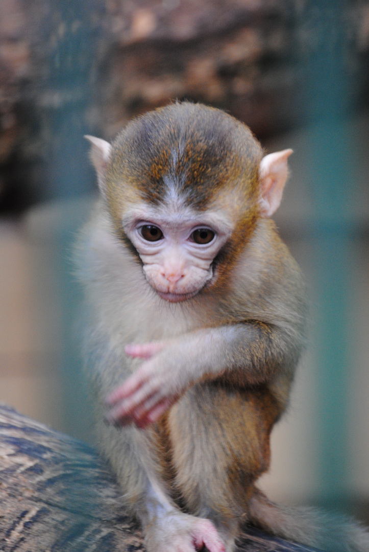 Kleiner Rhesusaffe Tierpark Gotha