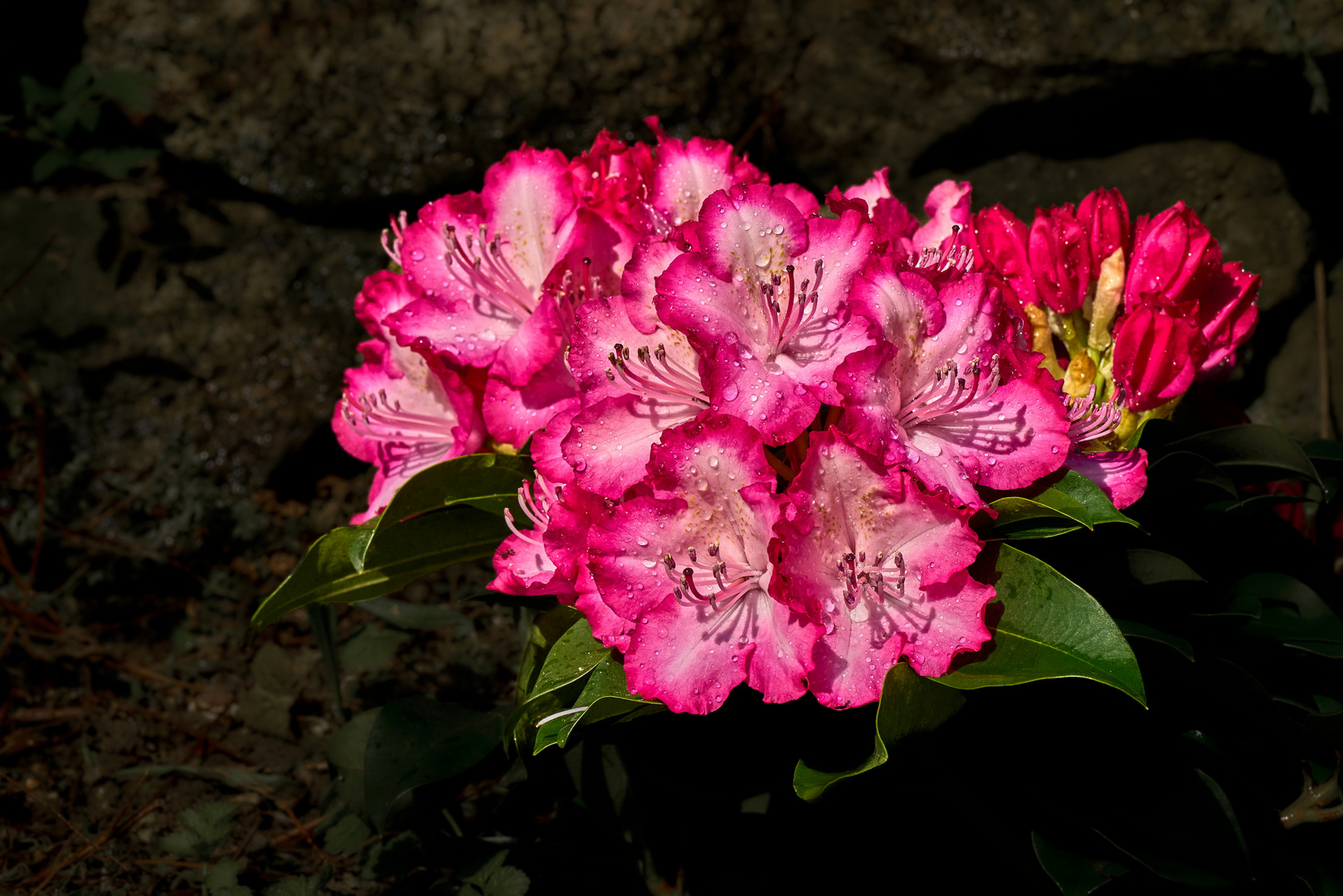 Kleiner Rhododendren in voller Blüte