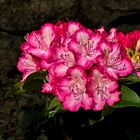 Kleiner Rhododendren in voller Blüte