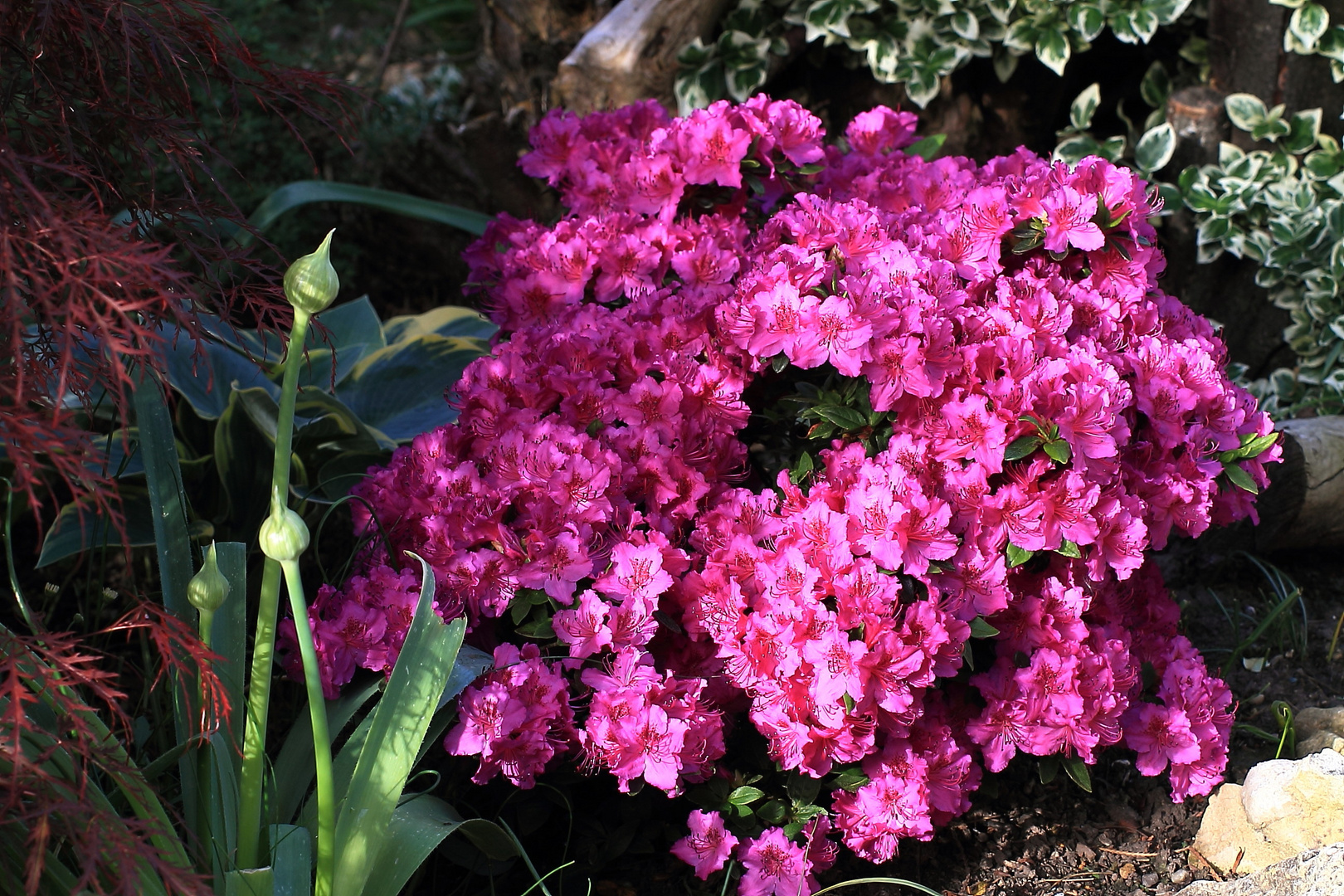 kleiner Rhododendron