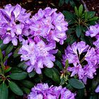 Kleiner Rhododendronbusch unter den Tannen