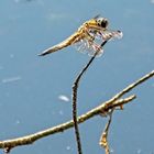 Kleiner Riese im Anflug