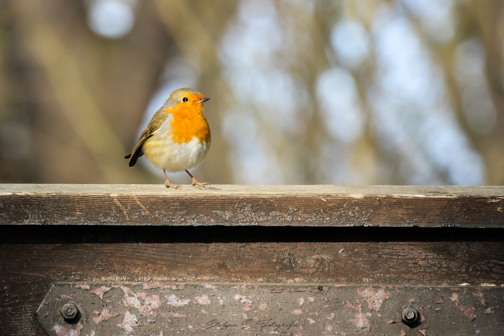 kleiner Robin