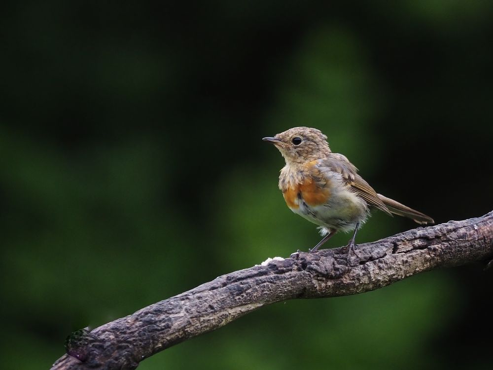 Kleiner Robin