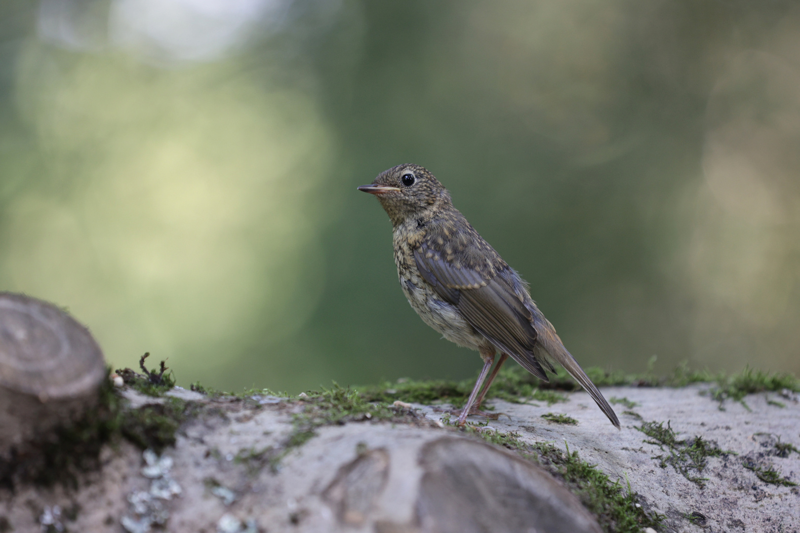 Kleiner Robin 