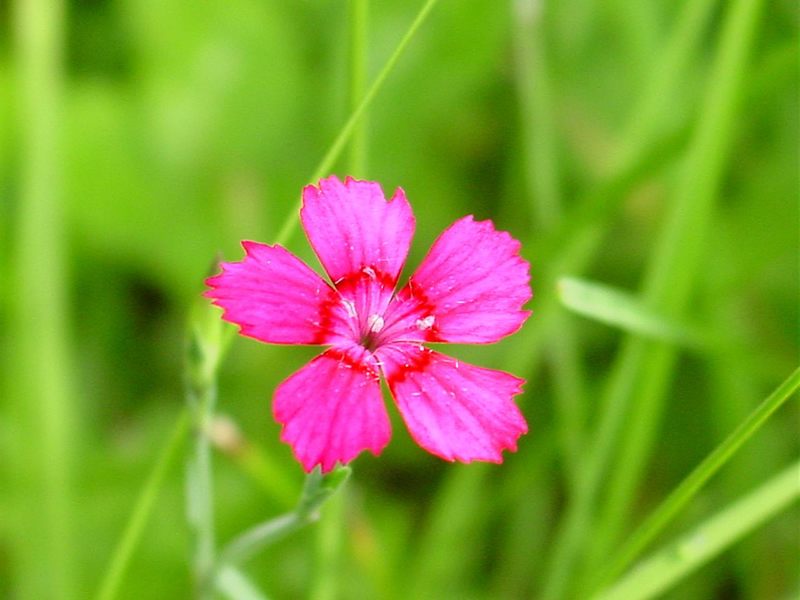 kleiner rosa Traum