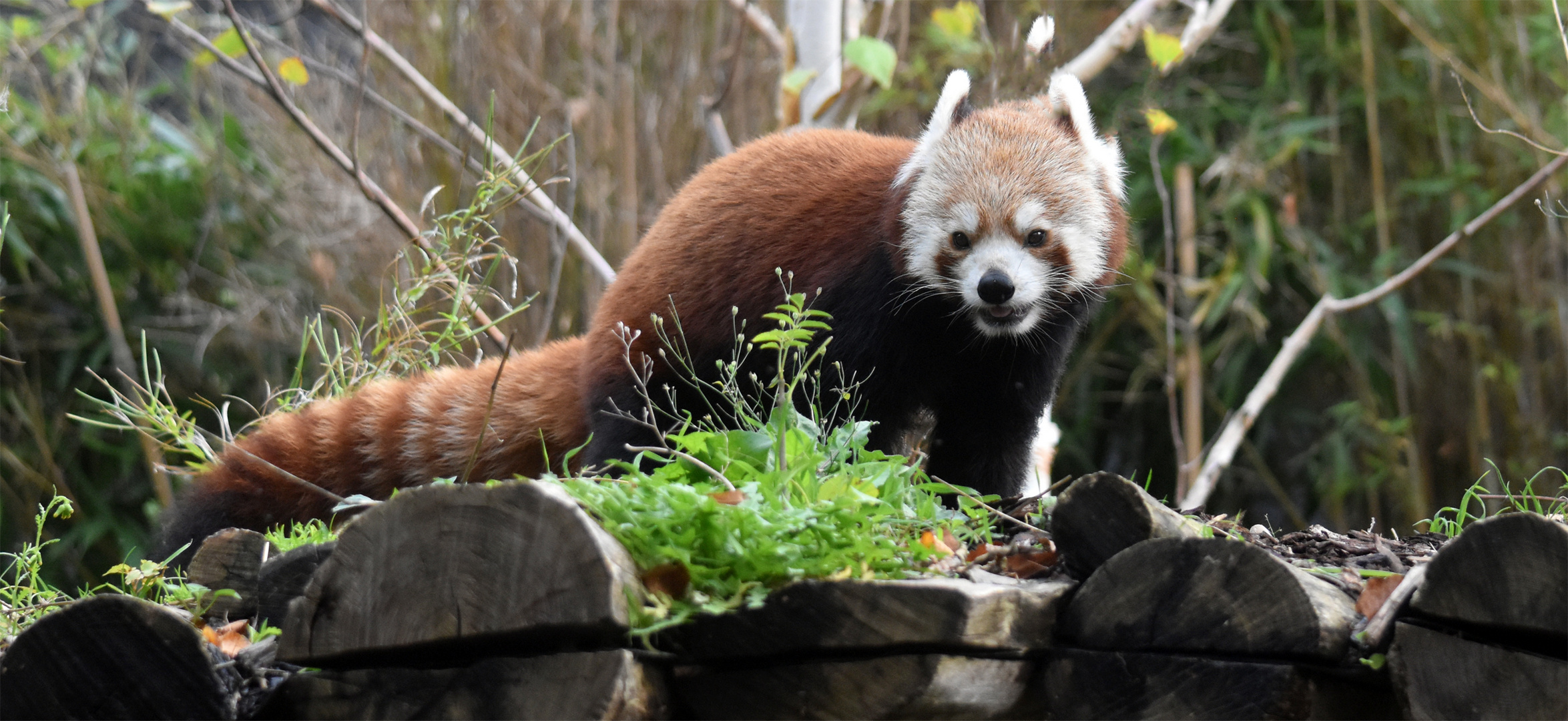 Kleiner rote Panda