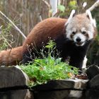 Kleiner rote Panda