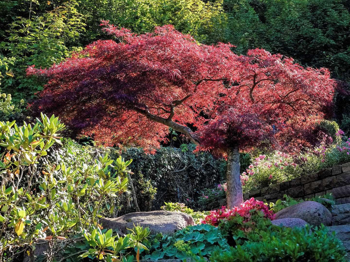 Kleiner roter Ahorn Foto & Bild natur, landschaft, garten