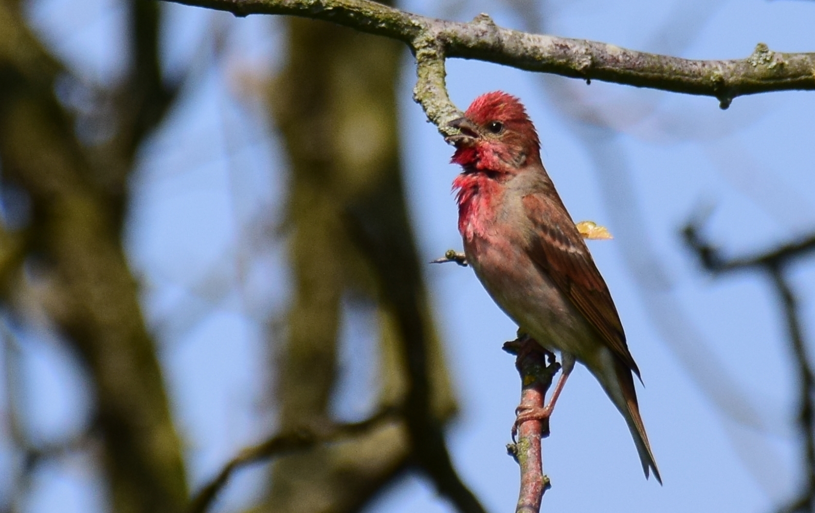 Kleiner roter Bruder ....