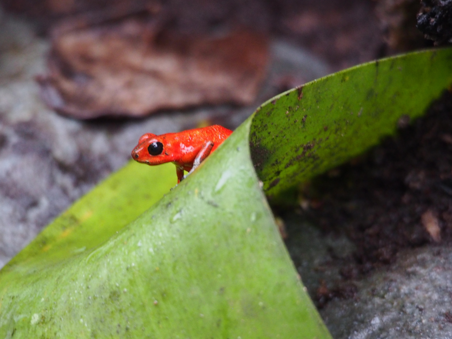 Kleiner roter Frosch