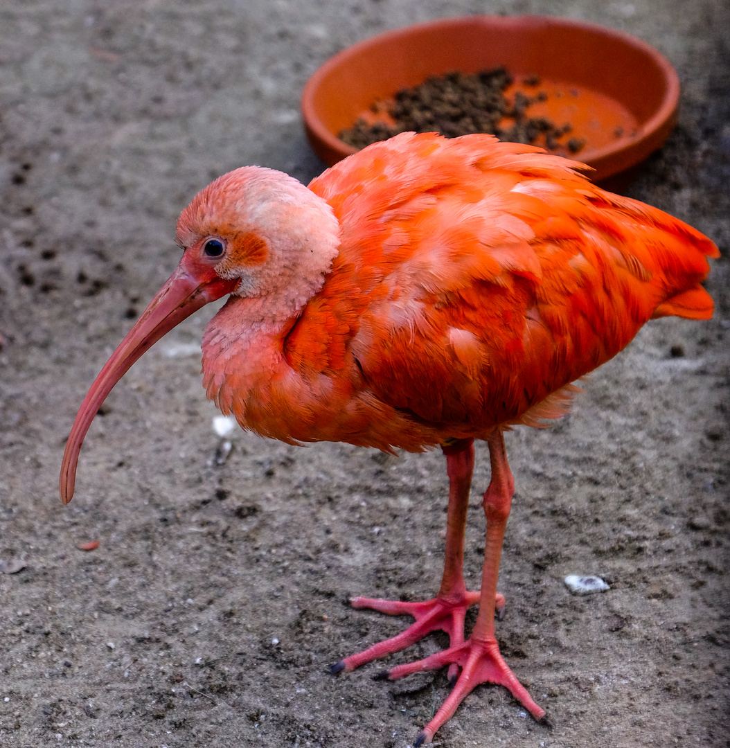 Kleiner roter Ibis