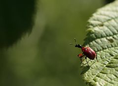 Kleiner roter Käfer