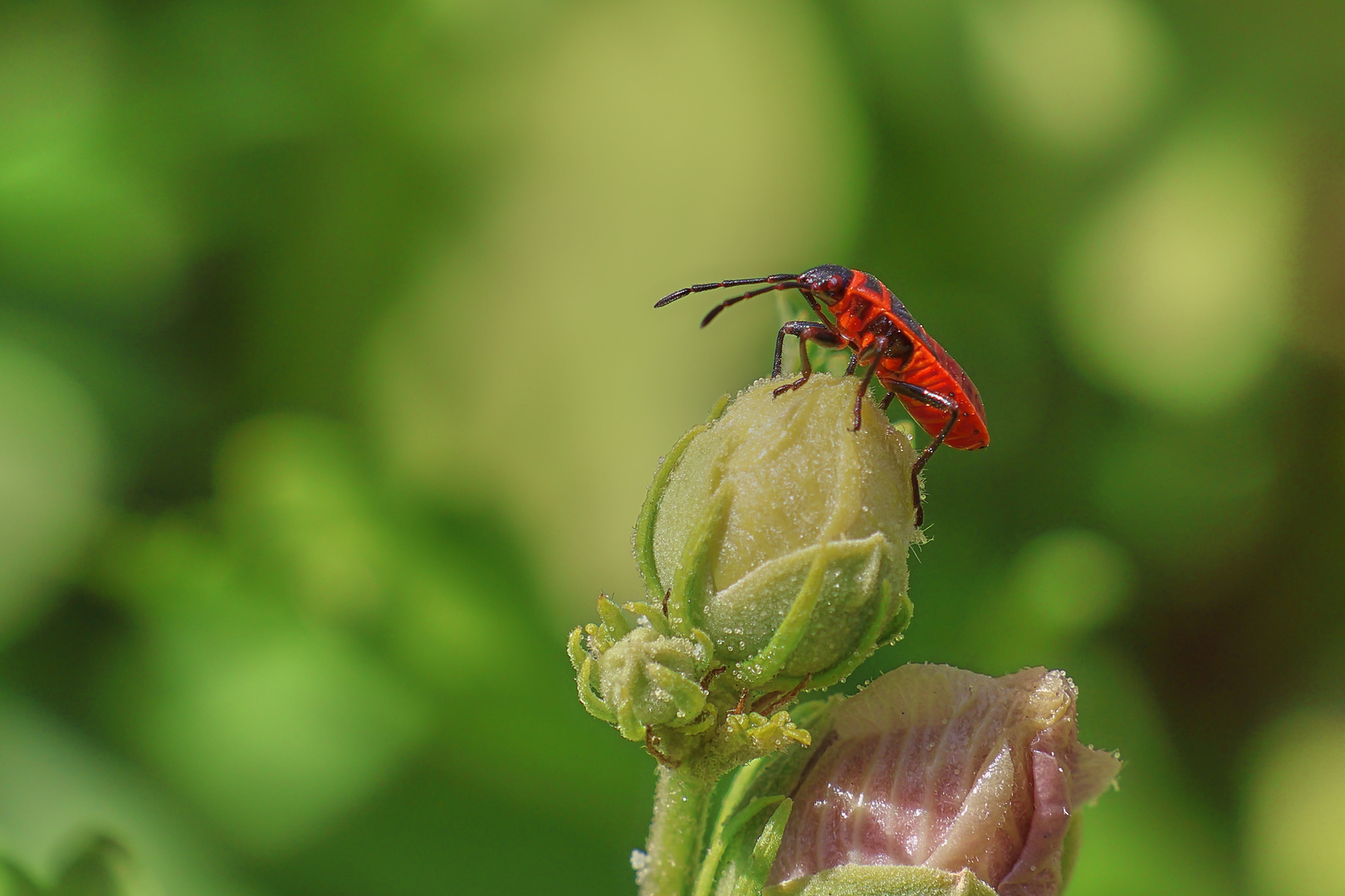 kleiner roter Käfer.....