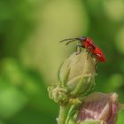 kleiner roter Käfer.....
