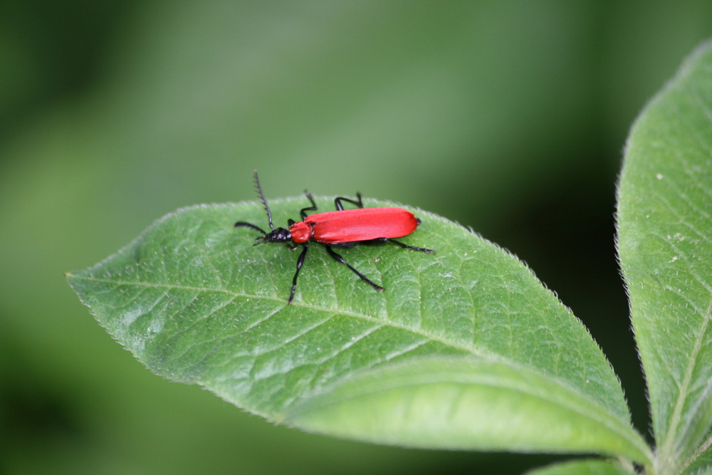 Kleiner roter Käfer