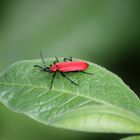 Kleiner roter Käfer