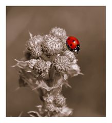 kleiner roter käfer