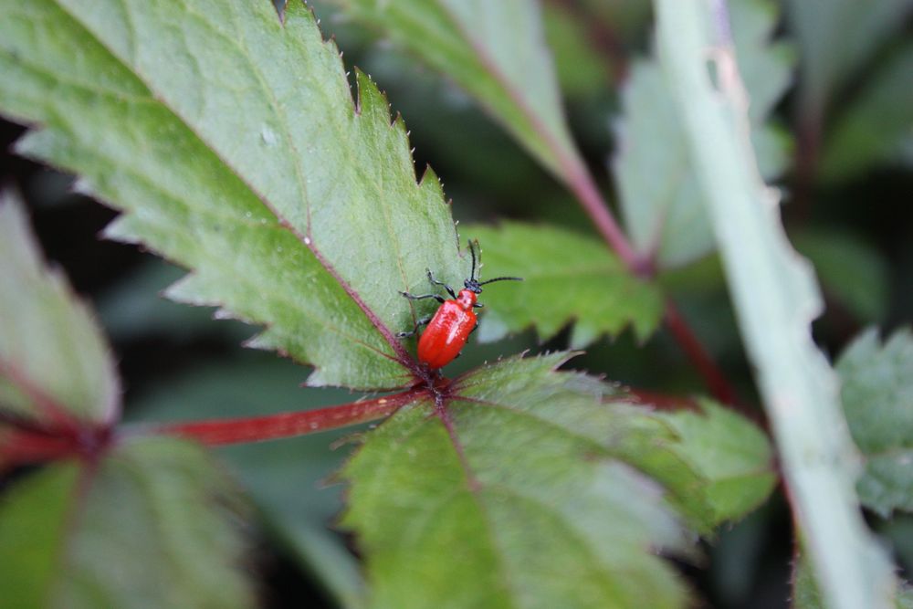 Kleiner roter Käfer..... Foto & Bild tiere, pflanzen und mehr