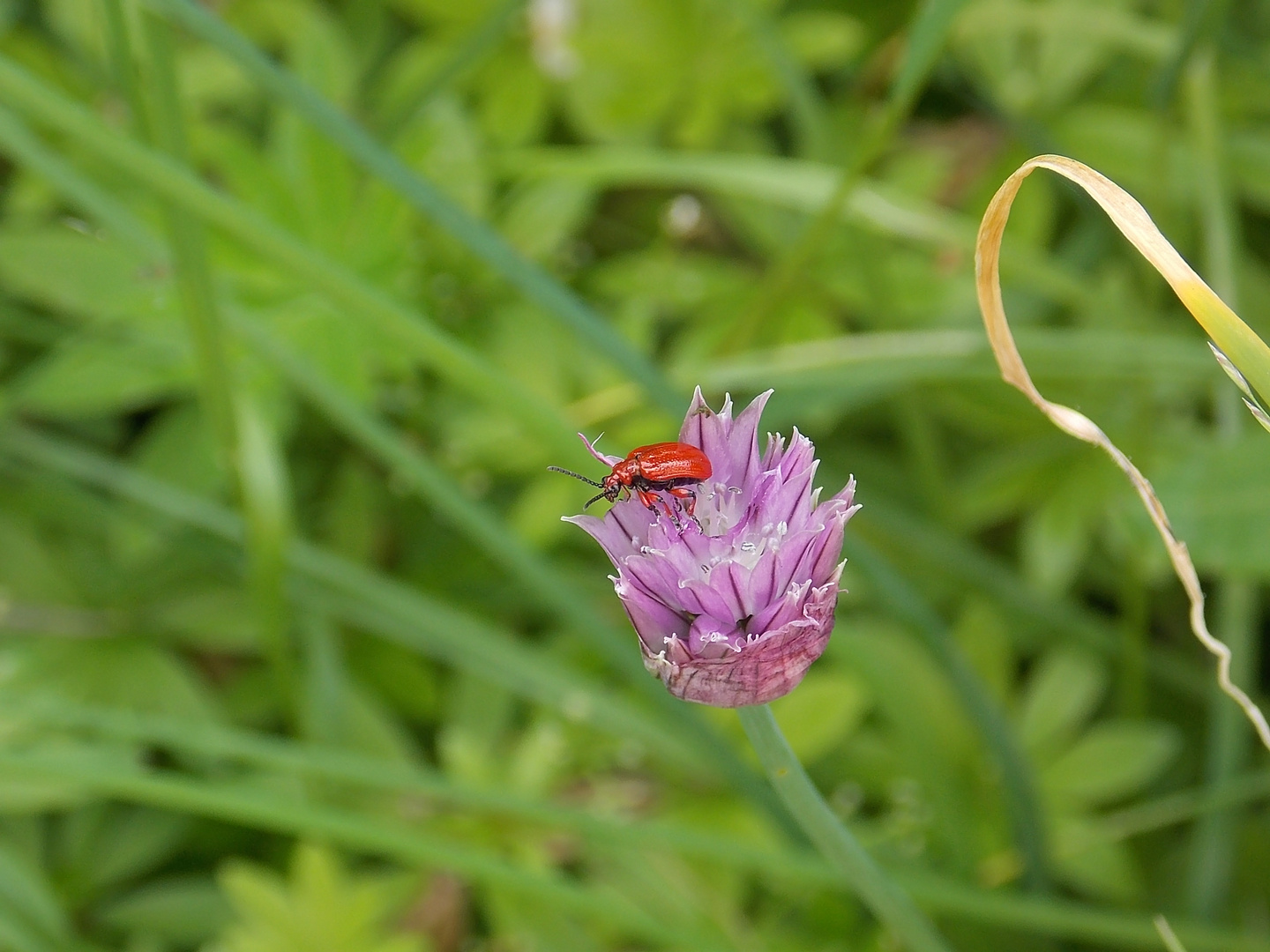 Kleiner roter Käfer auf einer Schnittlauchblüte
