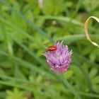 Kleiner roter Käfer auf einer Schnittlauchblüte