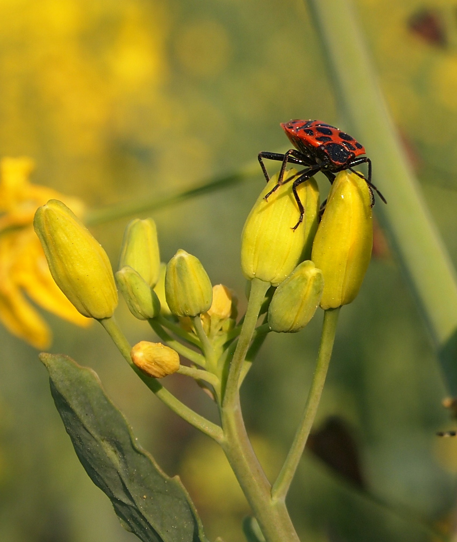 Kleiner roter Käfer