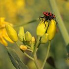 Kleiner roter Käfer