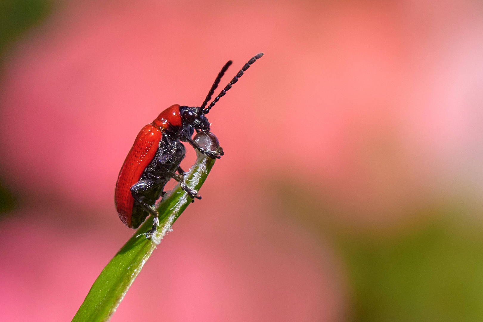 kleiner roter Käfer .....  Lilienhähnchen ......