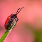 kleiner roter Käfer .....  Lilienhähnchen ......