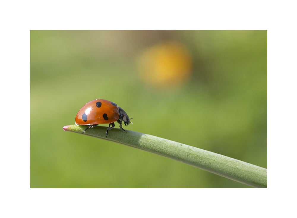 .:Kleiner roter Käfer mit schwarzen Punkten:.