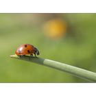 .:Kleiner roter Käfer mit schwarzen Punkten:.