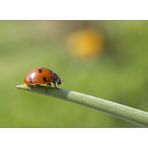 .:Kleiner roter Käfer mit schwarzen Punkten:.