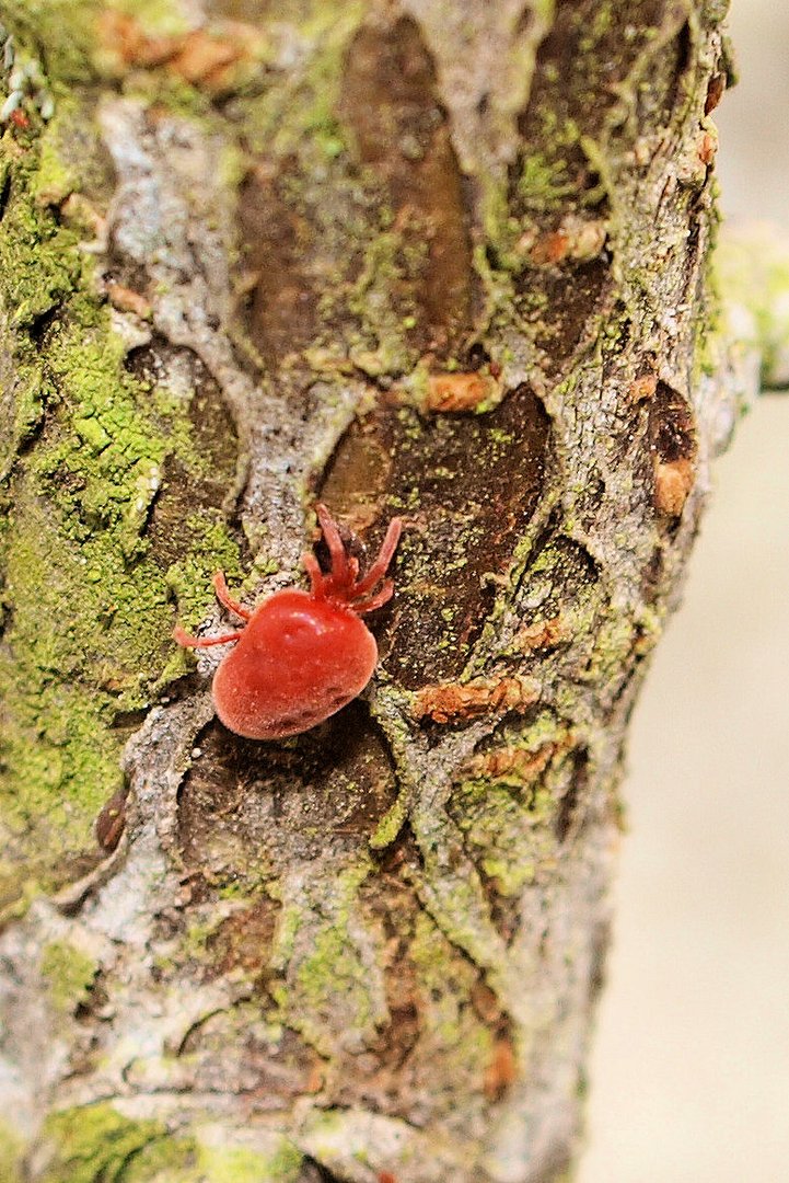 Kleiner roter Knubbel