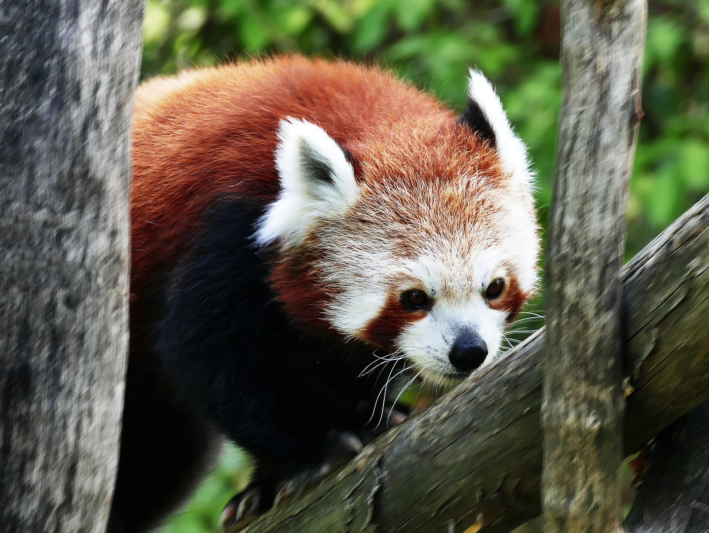 kleiner Roter Panda