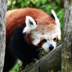 kleiner Roter Panda