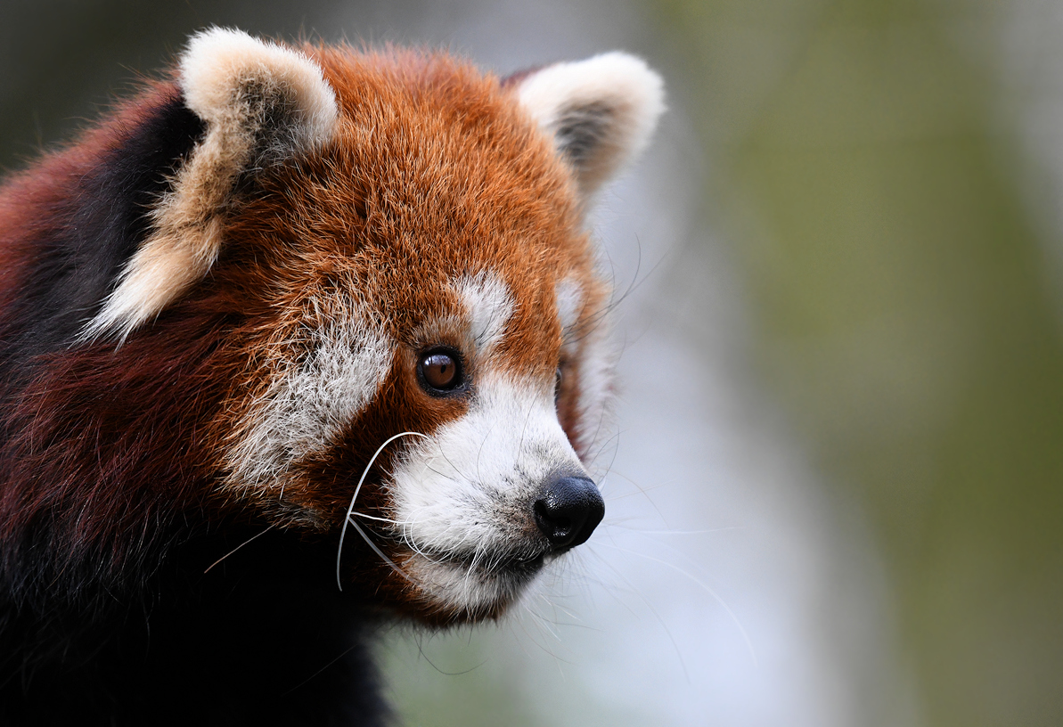 kleiner roter Panda