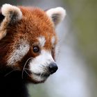 kleiner roter Panda