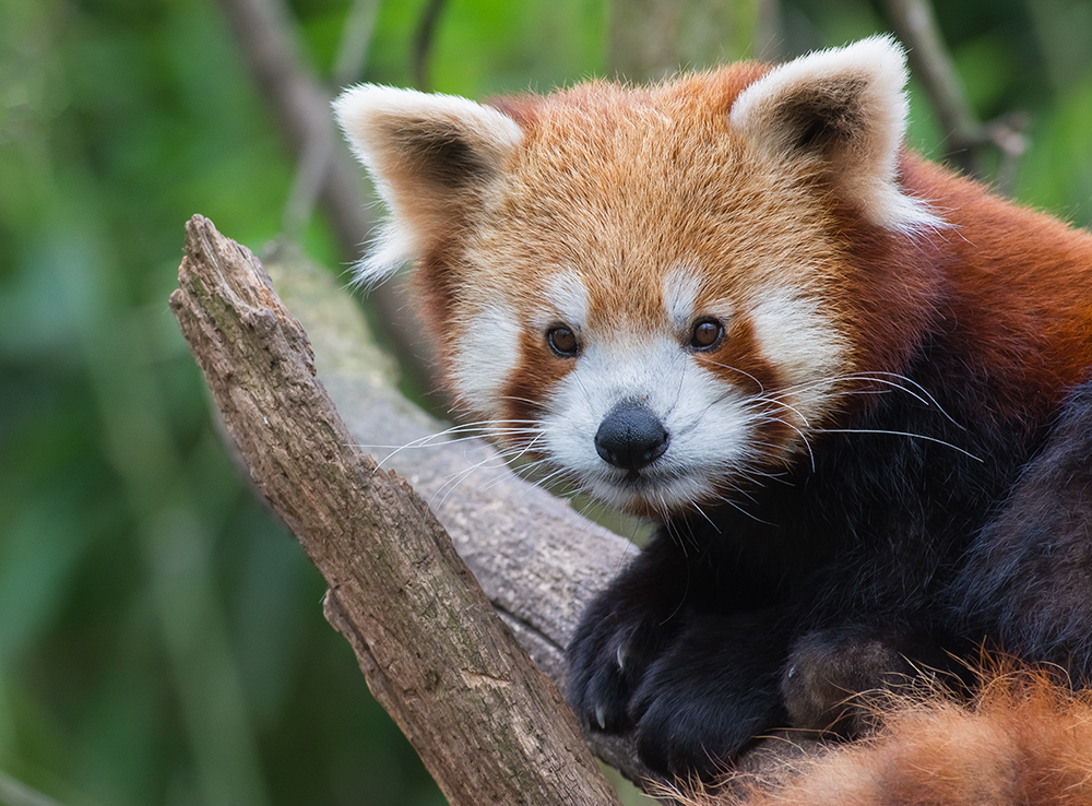 kleiner roter Panda