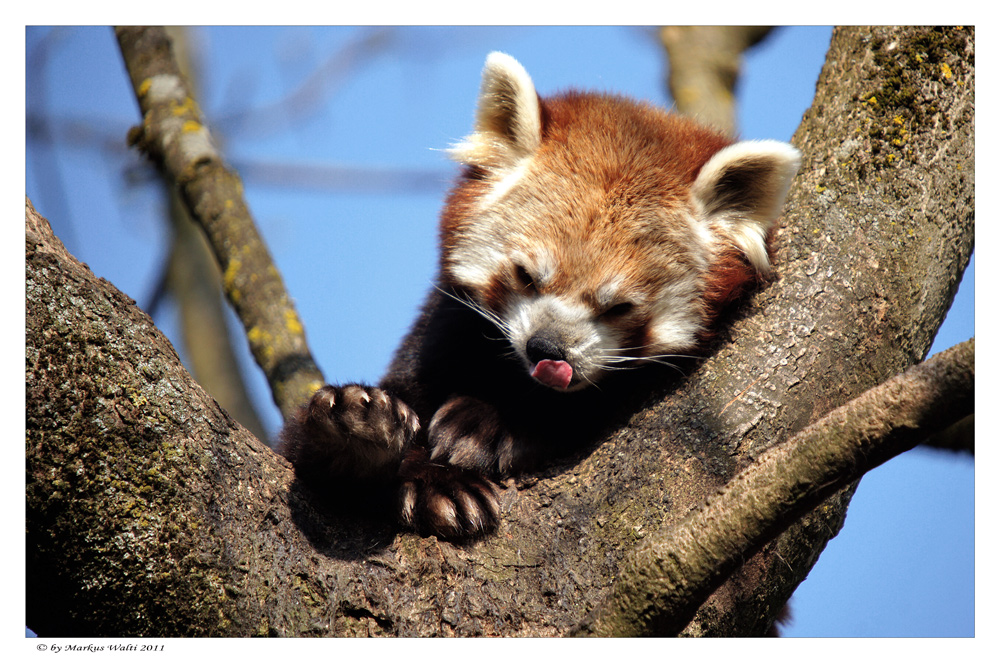 Kleiner Roter Panda