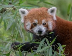 kleiner roter Panda