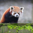 kleiner roter Panda