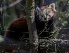  kleiner Roter Panda