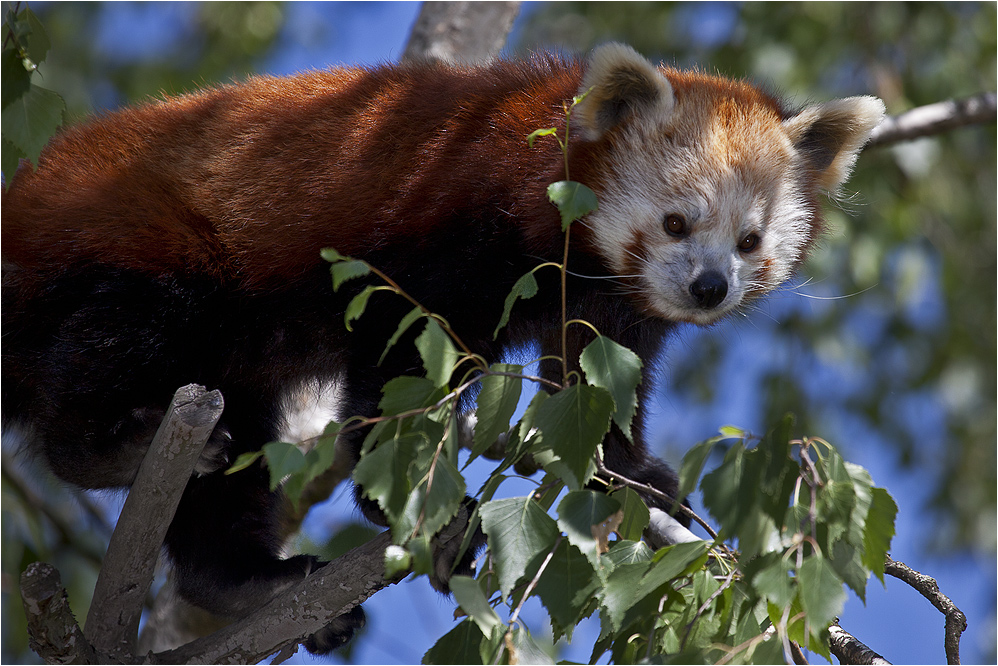 KLEINER ROTER PANDA